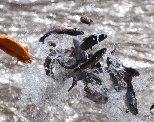 Trout stocking is right around the corner in Pennsylvania